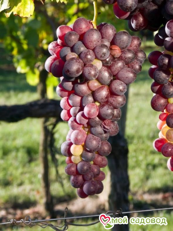 Виноград Руби сидлис