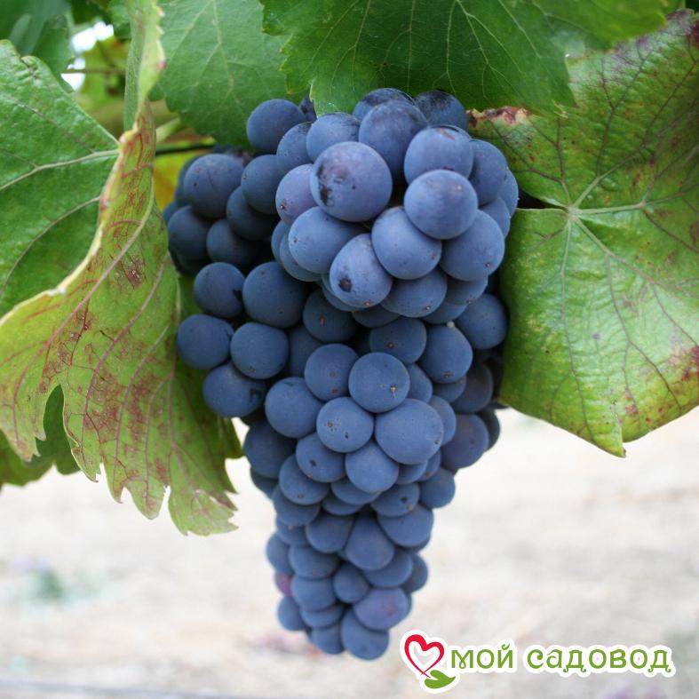 Виноград Молдавский