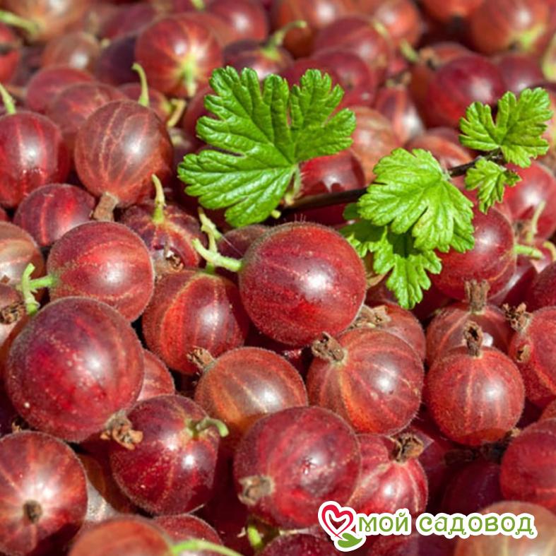 Крыжовник Консул Слабошиповатый