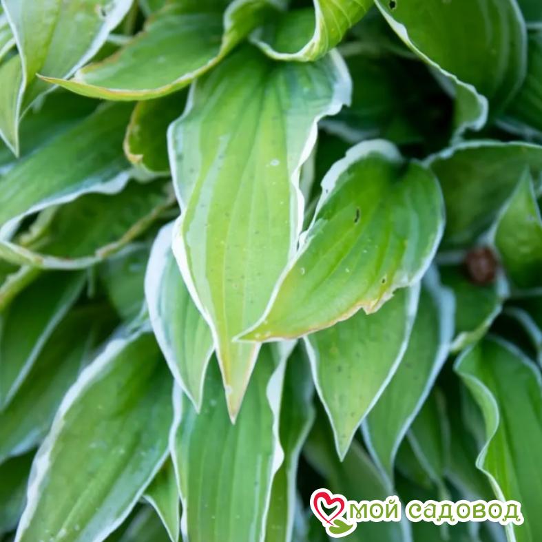 Хоста СЕНДХИЛЛ КРЕЙН