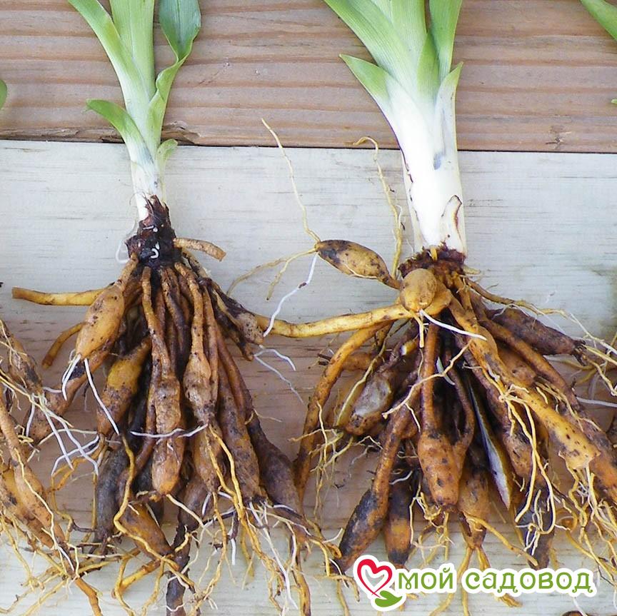 Лилейник Хром Эффект